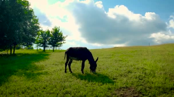 De ezel graast in het weiland. Selectieve focus. — Stockvideo