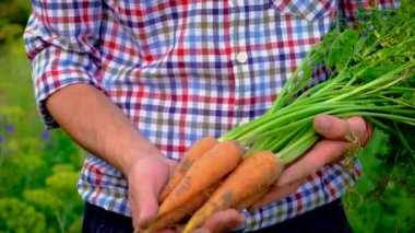 Erkek bir çiftçinin ellerinde bahçede havuç hasadı. Seçici odak.