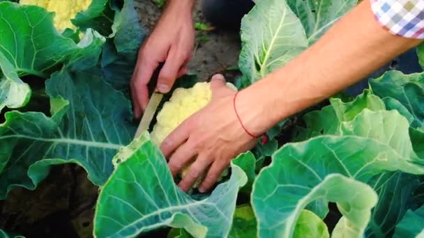 Récolte de chou-fleur dans le jardin dans les mains. Concentration sélective. — Video