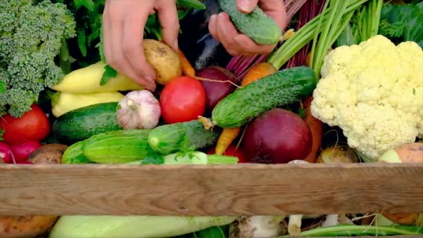 Сбор овощей в саду в руках женщины. Селективный фокус. — стоковое видео