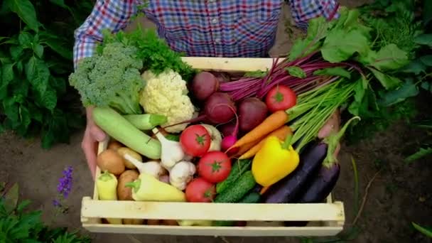 Cosechar verduras en el jardín en manos de un agricultor masculino. Enfoque selectivo. — Vídeos de Stock