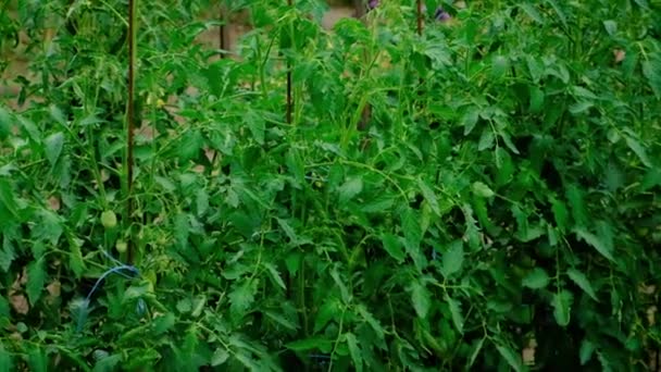 Cosechar verduras en el jardín en manos de un agricultor masculino. Enfoque selectivo. — Vídeo de stock