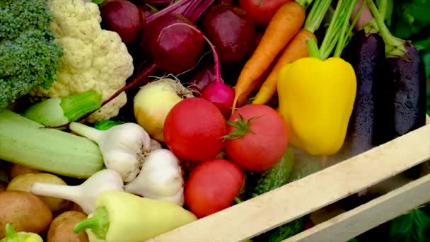 Cosechar verduras en el jardín en manos de un agricultor masculino. Enfoque selectivo. — Vídeo de stock