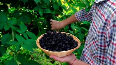 Çiftçi bir adam bahçede böğürtlen topluyor. Seçici odak.