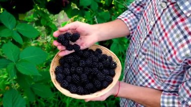 Çiftçi bir adam bahçede böğürtlen topluyor. Seçici odak.