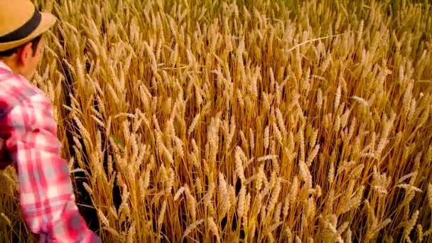 Wheat in the hands of a man on the field. Selective focus. — Stock Video