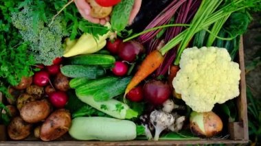 Bahçedeki sebzeleri erkek bir çiftçinin ellerinde hasat et. Seçici odak.