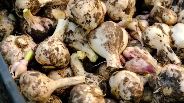 Harvest garlic in the garden. Selective focus. — Stock Video