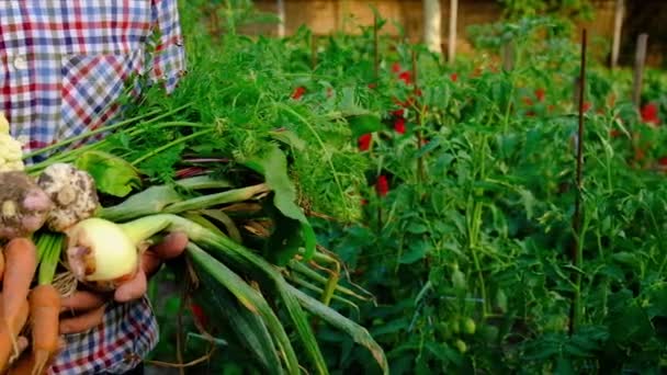 Colha legumes no jardim nas mãos de um agricultor masculino. Foco seletivo. — Vídeo de Stock