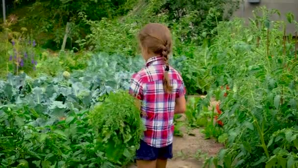Récolte de betteraves et de carottes entre les mains d'un enfant. Concentration sélective. — Video