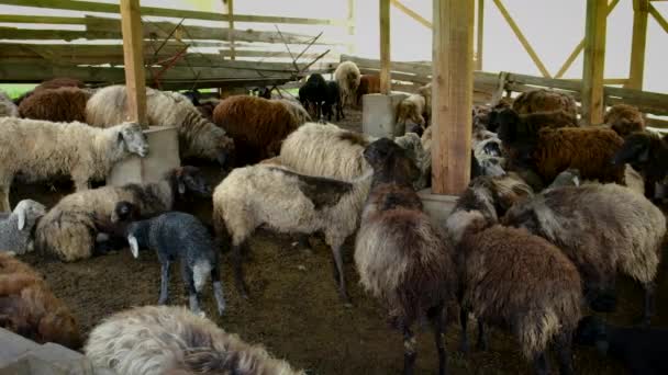 Får på en flock gård. Selektiv inriktning. — Stockvideo