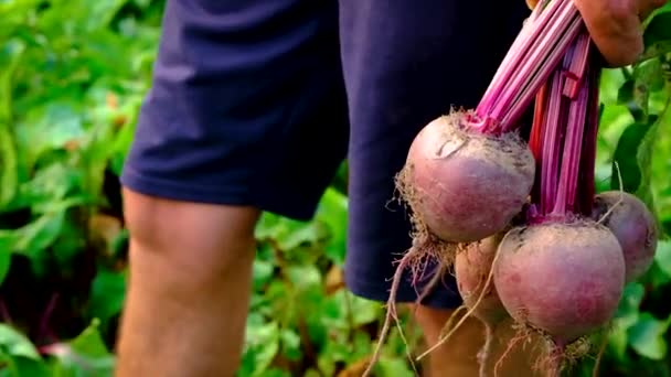 Harvest beets in the garden in the hands of a male farmer. Selective focus. — Stock Video