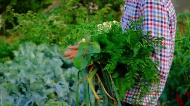 Sklizeň zeleniny v zahradě v rukou mužského farmáře. Selektivní zaměření. — Stock video