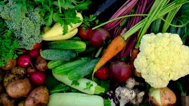 Cosechar verduras en las manos de un niño. Enfoque selectivo. — Vídeo de stock