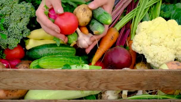 Memanen sayuran di kebun di tangan seorang wanita. Fokus selektif. — Stok Video