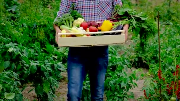 Sklizeň zeleniny v zahradě v rukou mužského farmáře. Selektivní zaměření. — Stock video