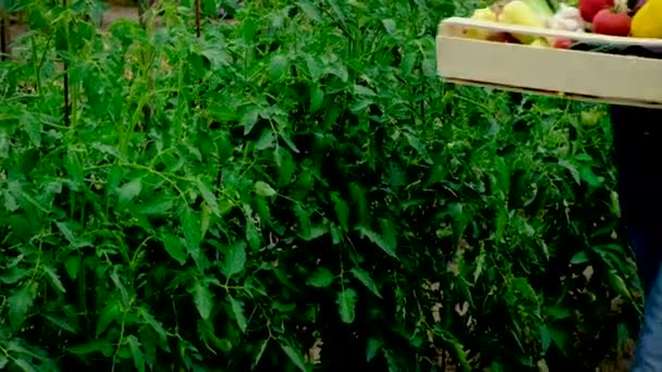 Groenten oogsten in de tuin in de handen van een mannelijke boer. Selectieve focus. — Stockvideo