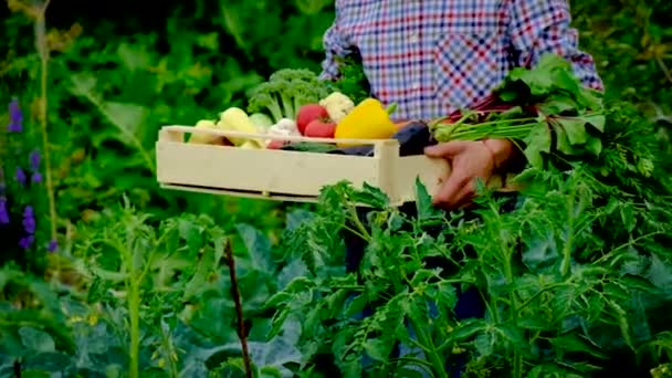 男性農家の手に庭で野菜を収穫します。選択的焦点. — ストック動画