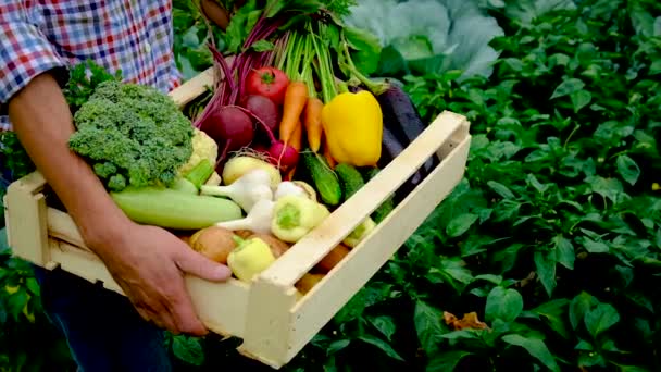 Zöldségeket szüretelni a kertben egy férfi farmer kezében. Szelektív fókusz. — Stock videók
