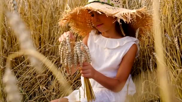 Uma criança num campo de trigo. Foco seletivo. — Vídeo de Stock