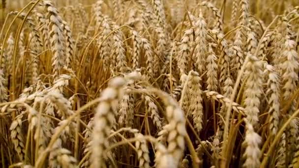 El campo de trigo está maduro. Enfoque selectivo. — Vídeo de stock