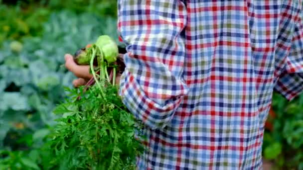 채소는 정원에 있는 사람의 손에 있습니다. 선택적 초점. — 비디오