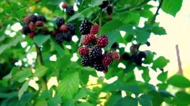 Böğürtlenler olgun çalılıklarda yetişir. Seçici odak.