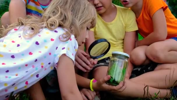 子供たちは瓶の中の虫眼鏡を通して昆虫を見る。選択的焦点. — ストック動画