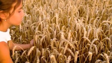 Buğday tarlasında bir çocuk. Seçici odak.