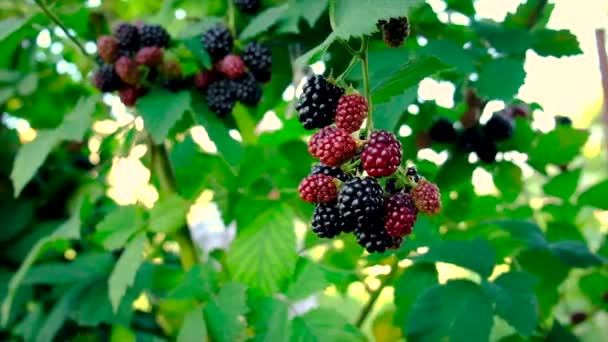 Blackberries grow on ripe bushes. Selective focus. — Stock Video