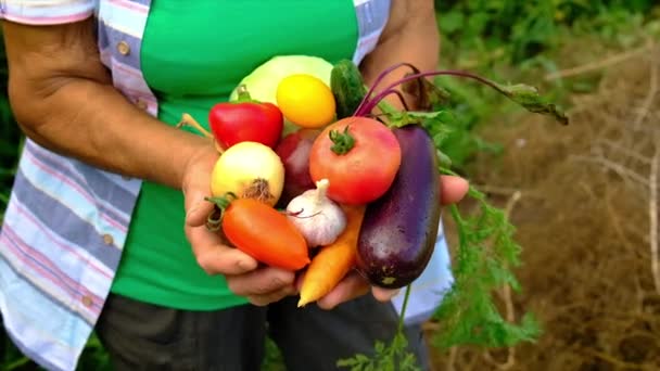 La abuela tiene verduras en sus manos con la cosecha. Enfoque selectivo. — Vídeos de Stock