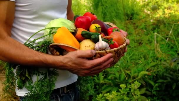 Baba ve çocuk sebze hasat ediyor. Seçici odak. — Stok video