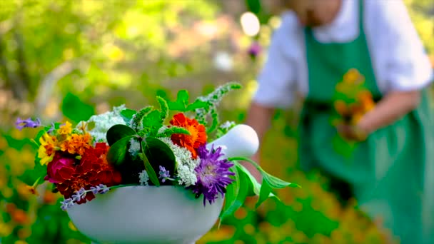 Жінка збирає лікувальні трави та квіти. Вибірковий фокус . — стокове відео