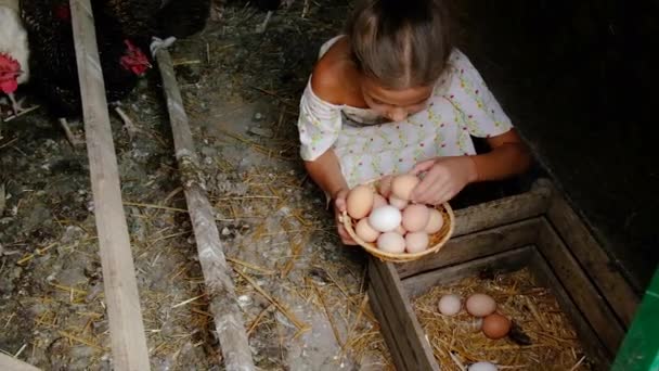 Dítě sbírá vejce v kurníku pro kuřata. Selektivní zaměření. — Stock video