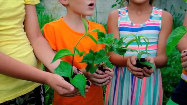 I bambini piantano un albero in estate. Focus selettivo. — Video Stock