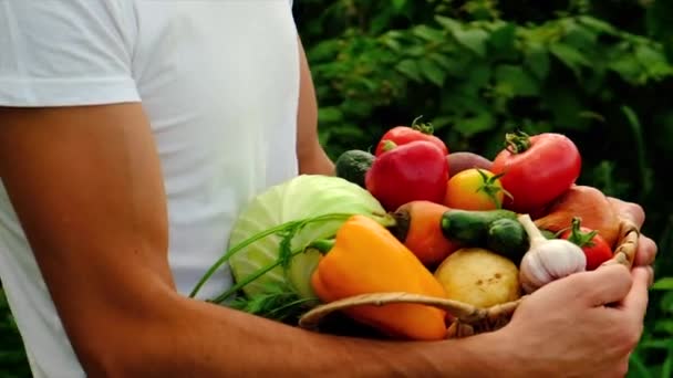 Muž drží zeleninu v rukou sklizně. Selektivní zaměření. — Stock video