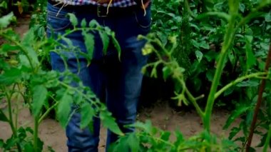 Bahçedeki bir adamın ellerinde sebzeler. Seçici odak.