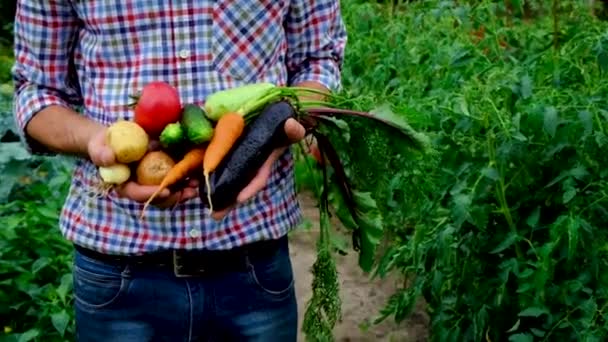 Verduras en manos de un hombre en el jardín. Enfoque selectivo. — Vídeo de stock