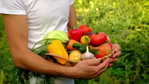 Un homme tient des légumes dans les mains de la moisson. Concentration sélective. — Video