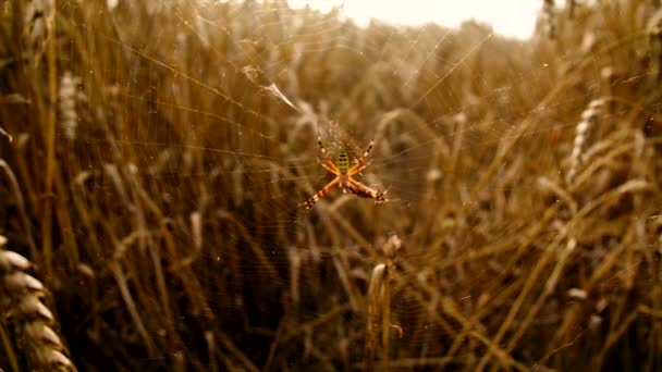 Αράχνη σε έναν ιστό στο πεδίο. Επιλεκτική εστίαση. — Αρχείο Βίντεο