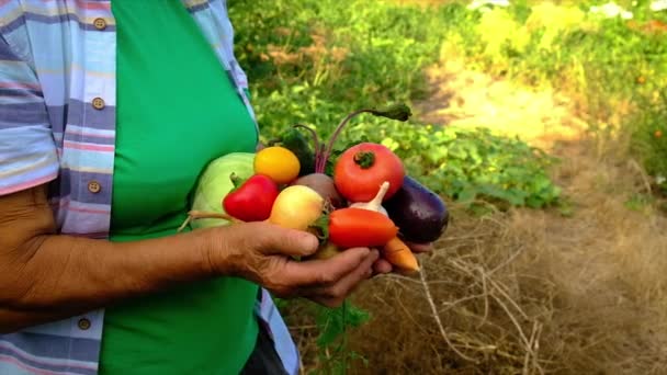 Abuela e hijo con una cosecha de verduras. Enfoque selectivo. — Vídeo de stock