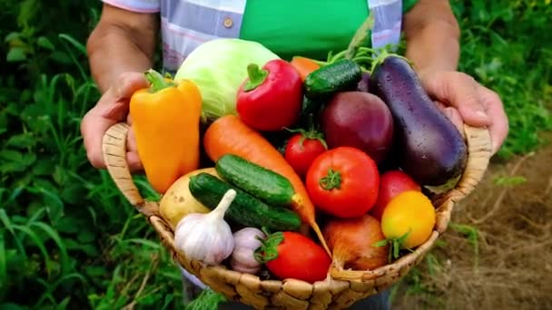 Grand-mère tient les légumes dans ses mains avec la récolte. Concentration sélective. — Video