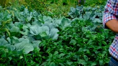 Bahçedeki bir adamın ellerinde sebzeler. Seçici odak.