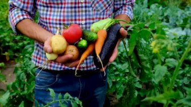 Bahçedeki bir adamın ellerinde sebzeler. Seçici odak.