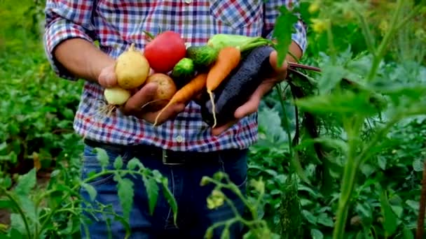 Zelenina v rukou muže v zahradě. Selektivní zaměření. — Stock video