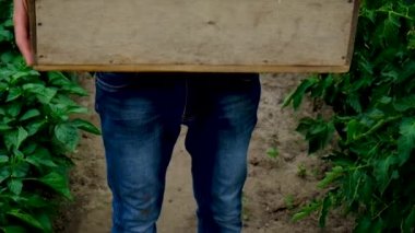 Bahçedeki bir adamın ellerinde sebzeler. Seçici odak.