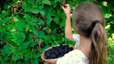 Çocuk bahçeden böğürtlen topluyor. Seçici odak.