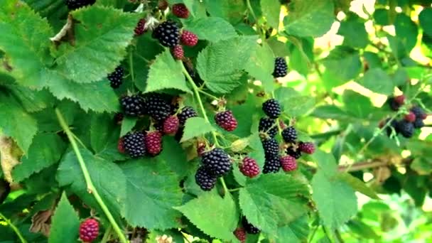 黑莓生长在成熟的灌木丛中.有选择的重点. — 图库视频影像