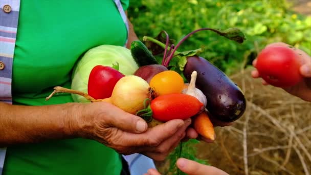 Grand-mère et enfant avec une récolte de légumes. Concentration sélective. — Video