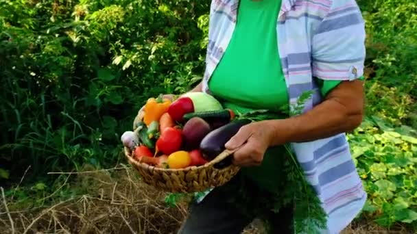 Babička drží v rukou zeleninu se sklizní. Selektivní zaměření. — Stock video